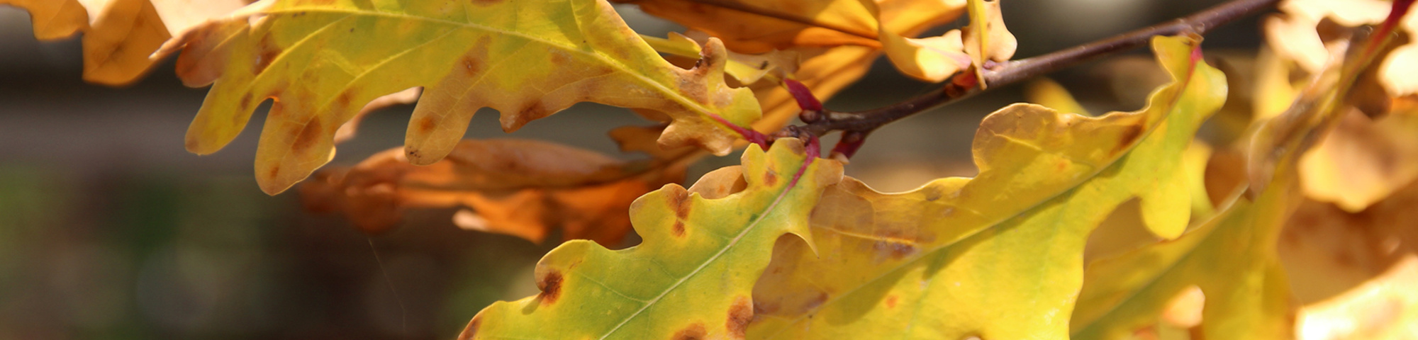Quercus robur sel. Elsendorp