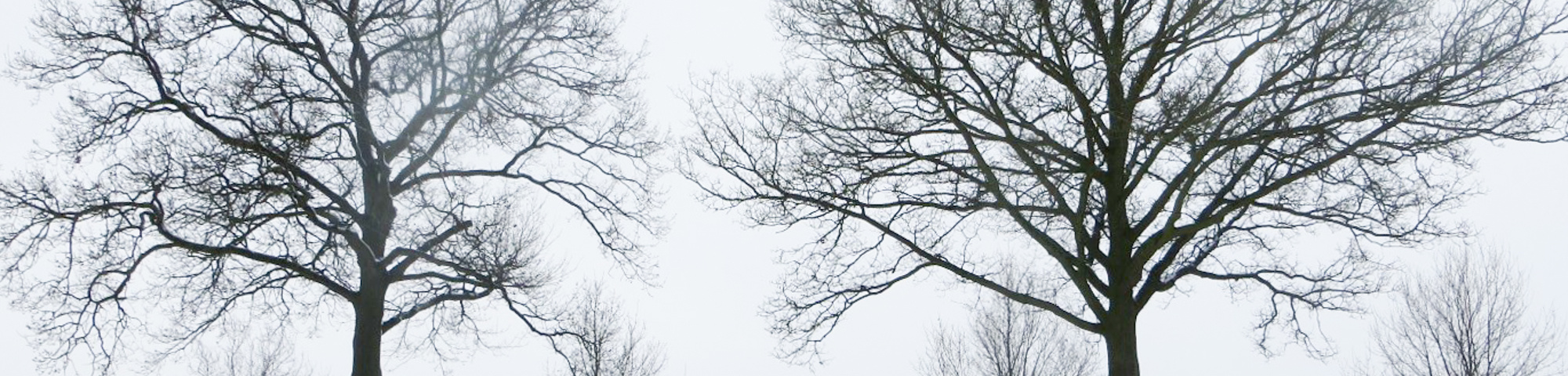 Quercus robur sel. Haps-St.Hubert