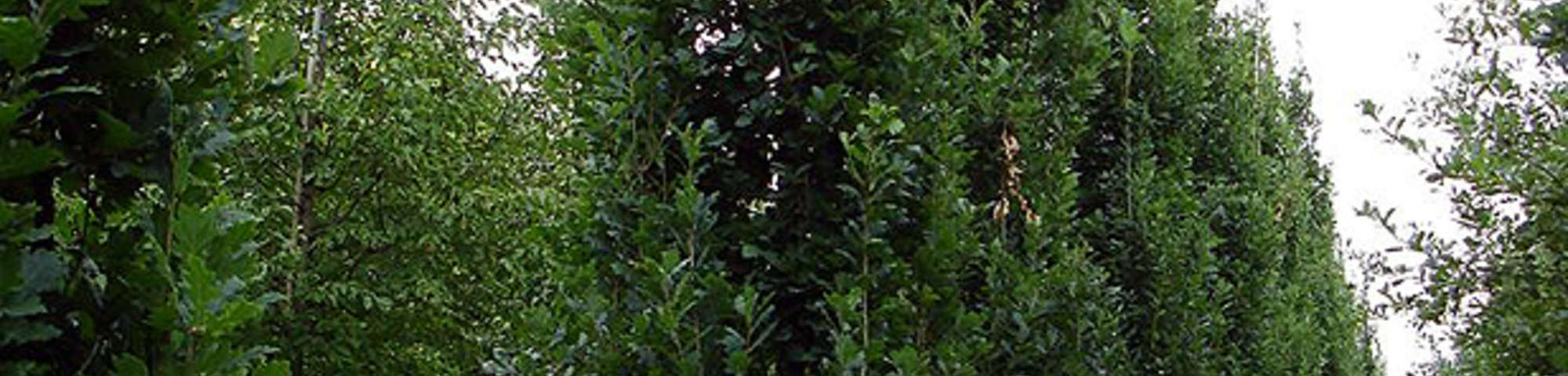 Quercus robur 'Zeeland'