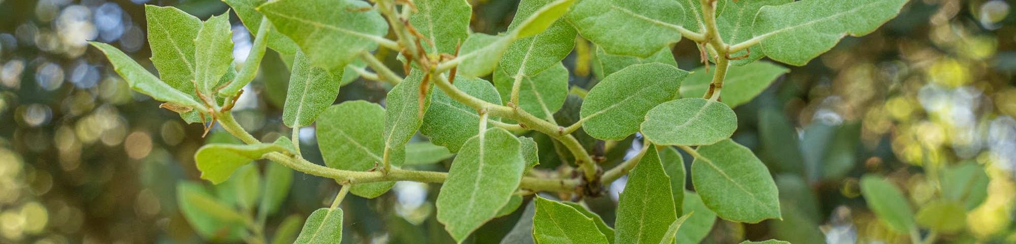 Quercus rotundifolia