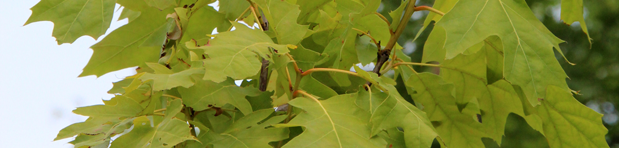 Quercus rubra 'Aurea'