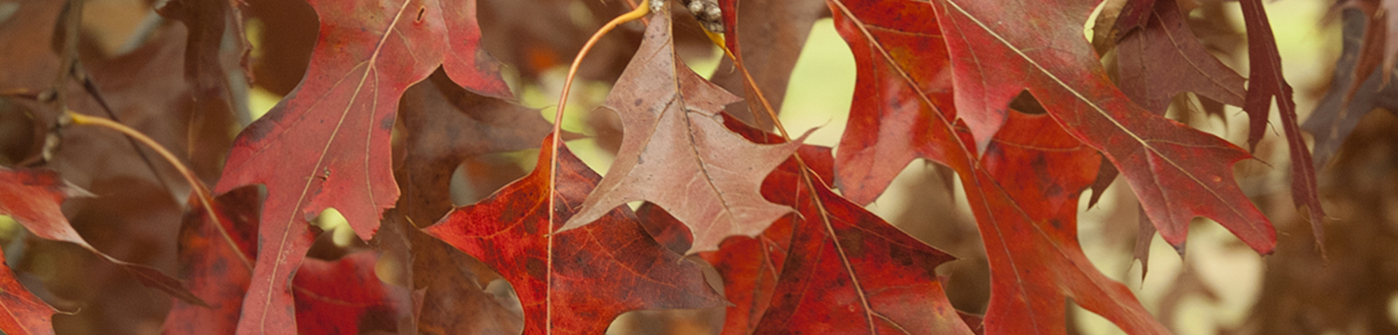 Quercus rubra