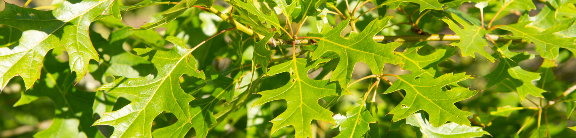 Quercus shumardii