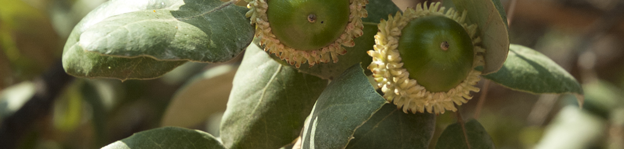 Quercus suber