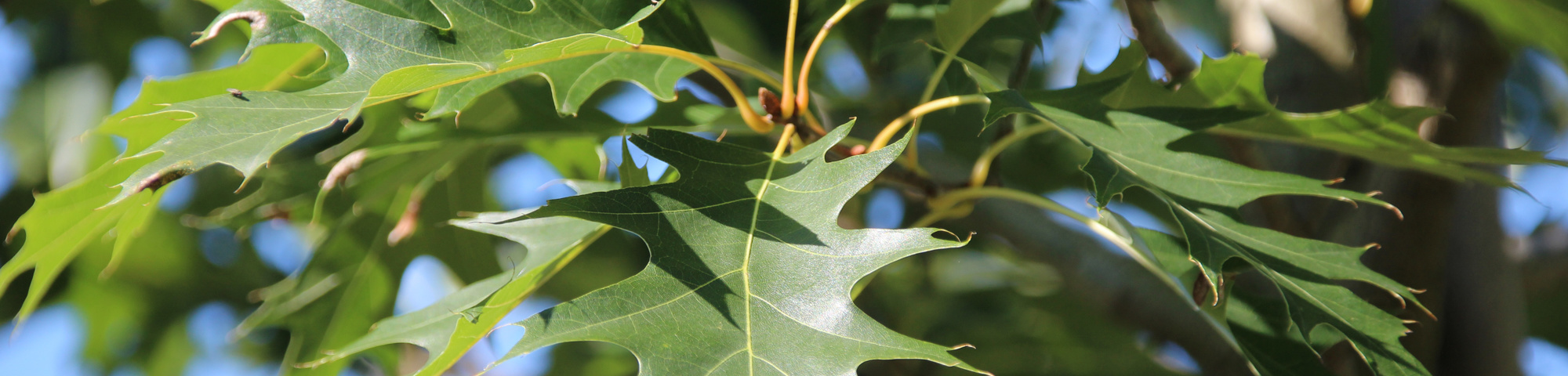 Quercus velutina