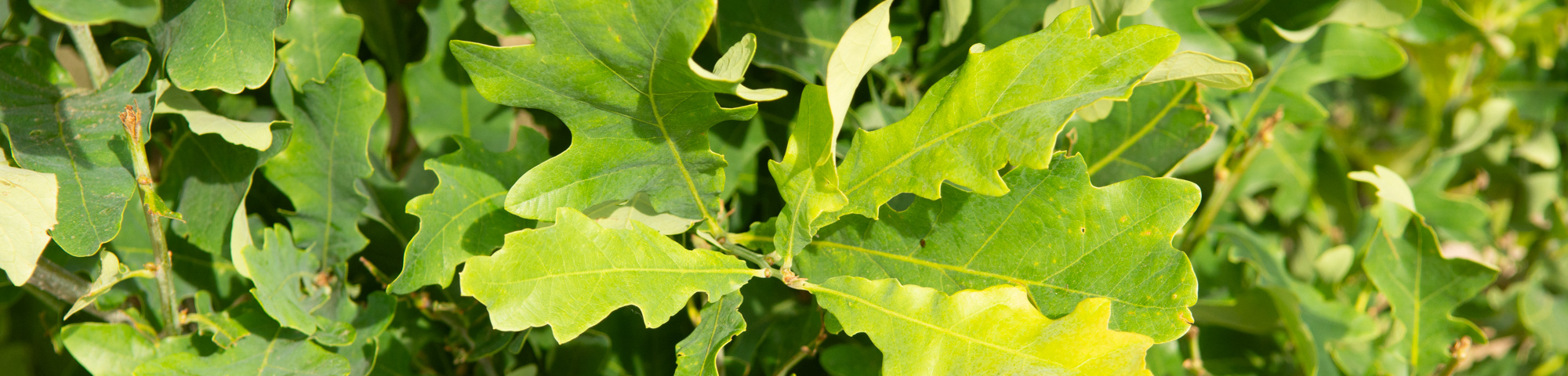 Quercus x bimundorum CRIMSON SPIRE