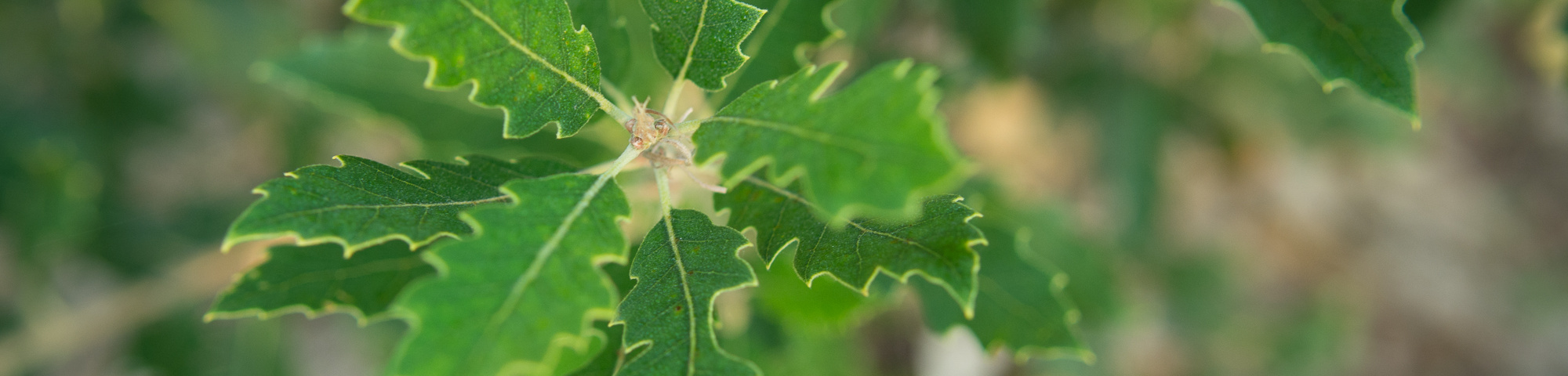 Quercus x hispanica 'Fulhamensis'