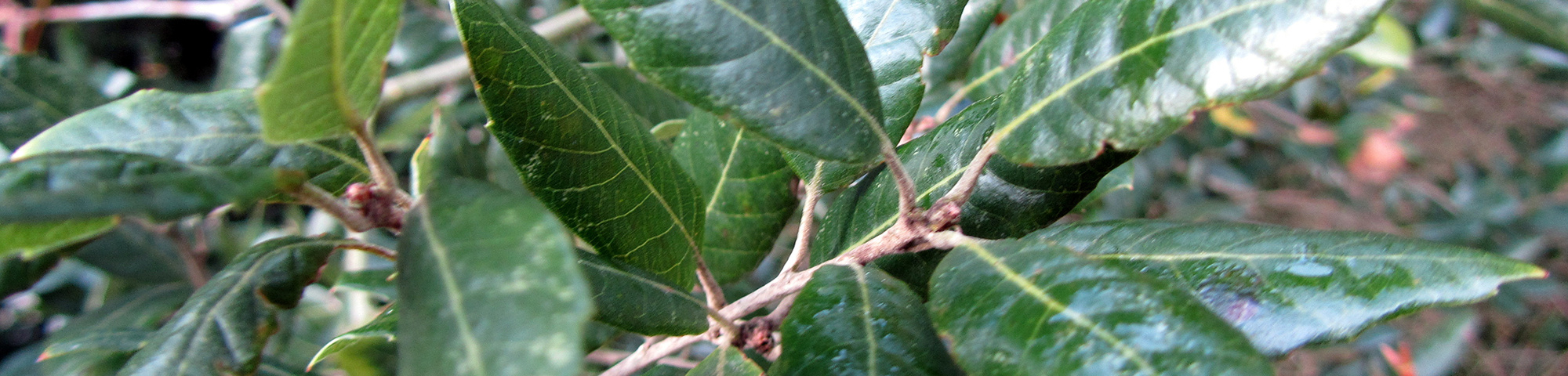 Quercus x hispanica
