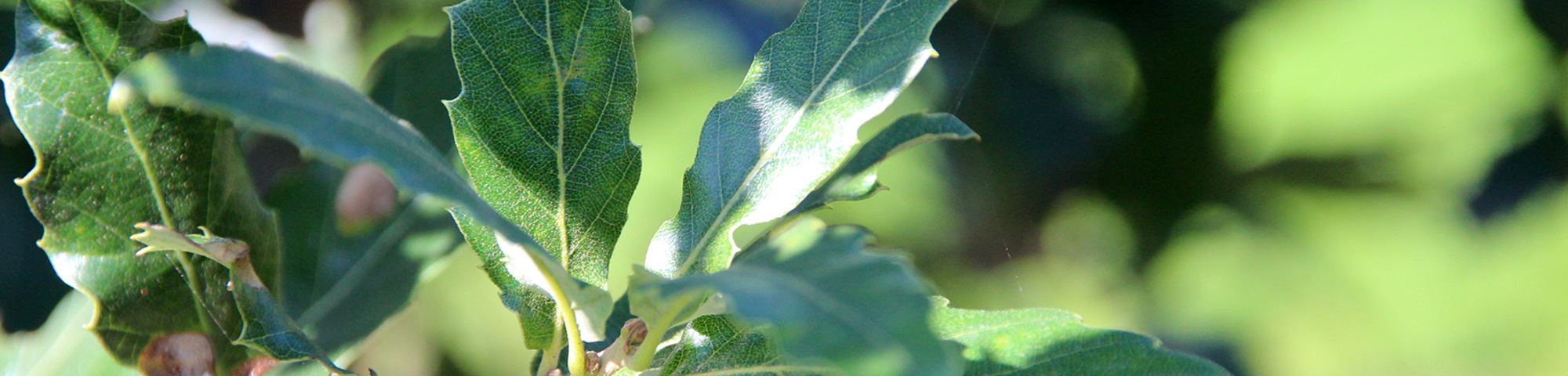 Quercus x hispanica 'Lucombeana'