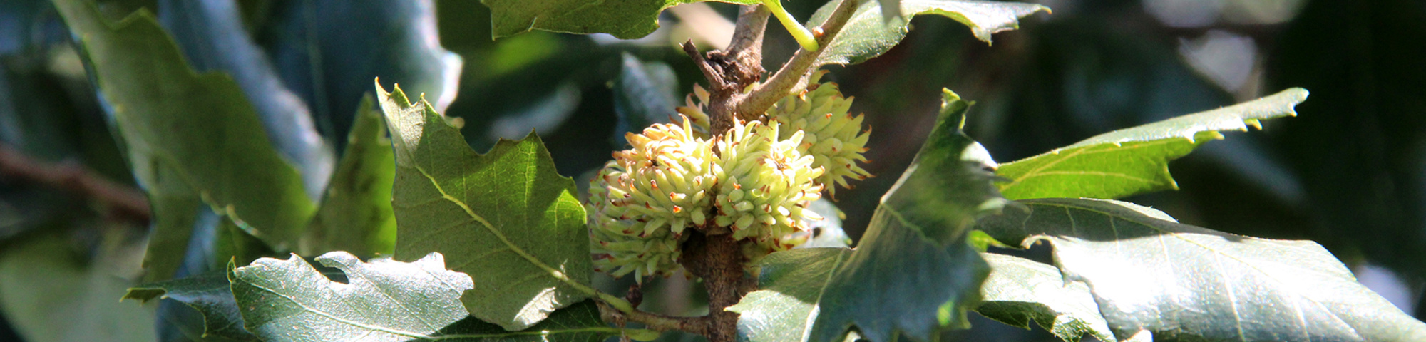 Quercus x hispanica 'Wageningen'