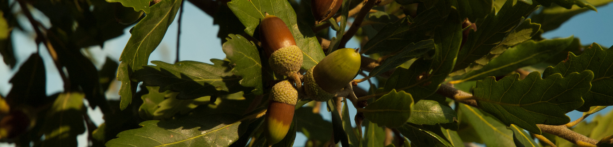 Quercus x turneri 'Pseudoturneri'