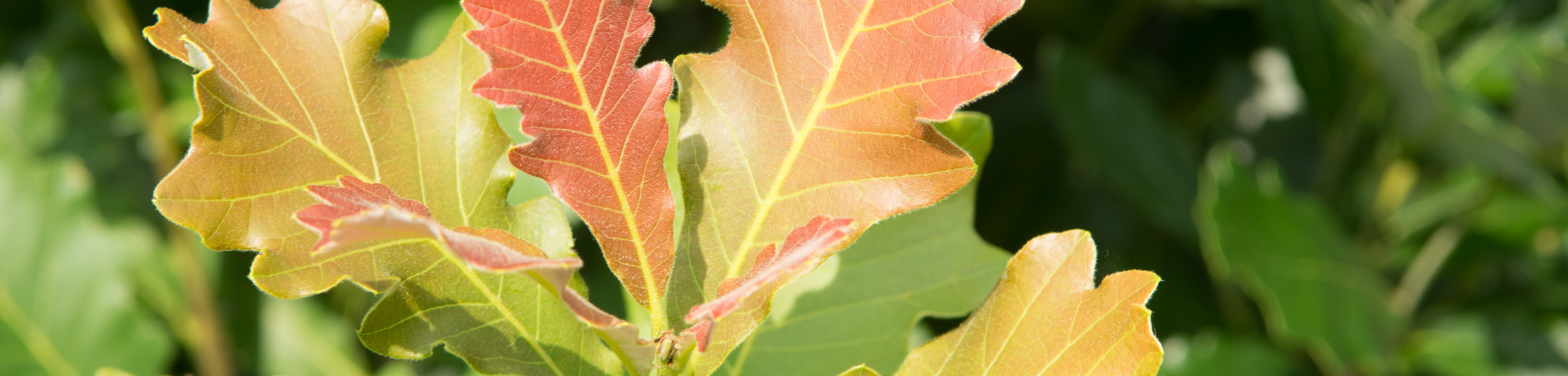 Quercus × warei REGAL PRINCE