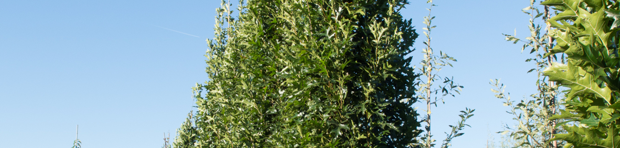 Quercus palustris 'Green Pillar'