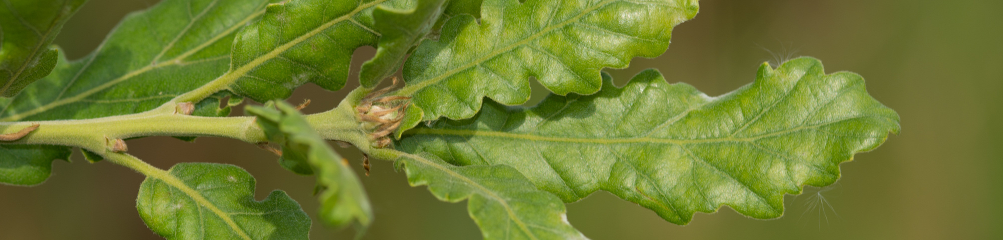 Quercus pubescens