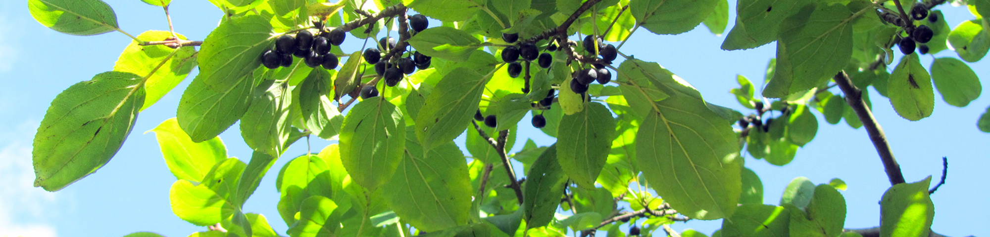 Rhamnus cathartica