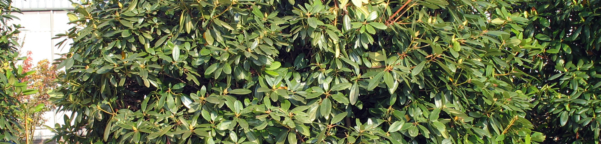Rhododendron 'Catawbiense Boursault'