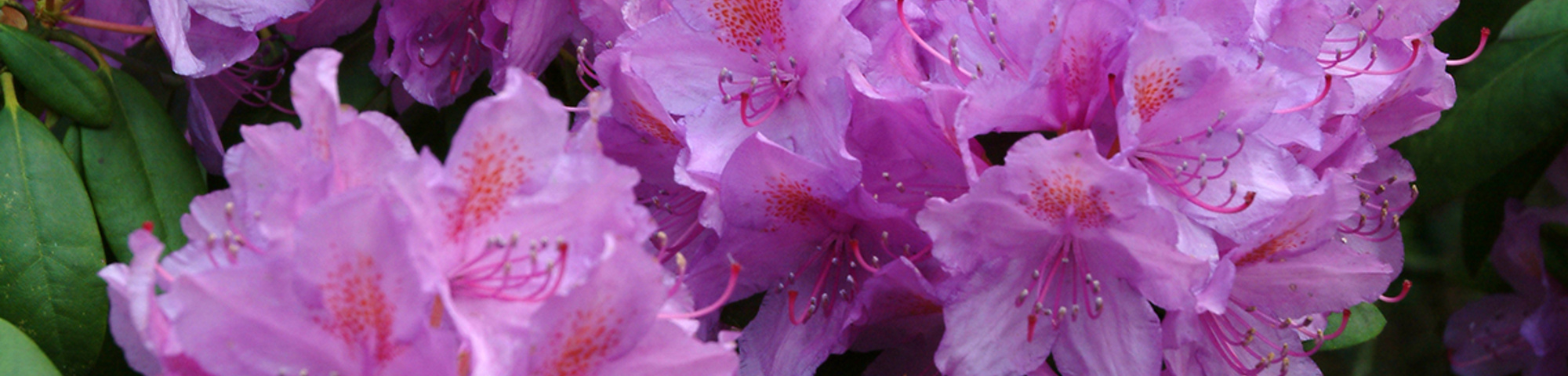 Rhododendron 'Catawbiense Grandiflorum'