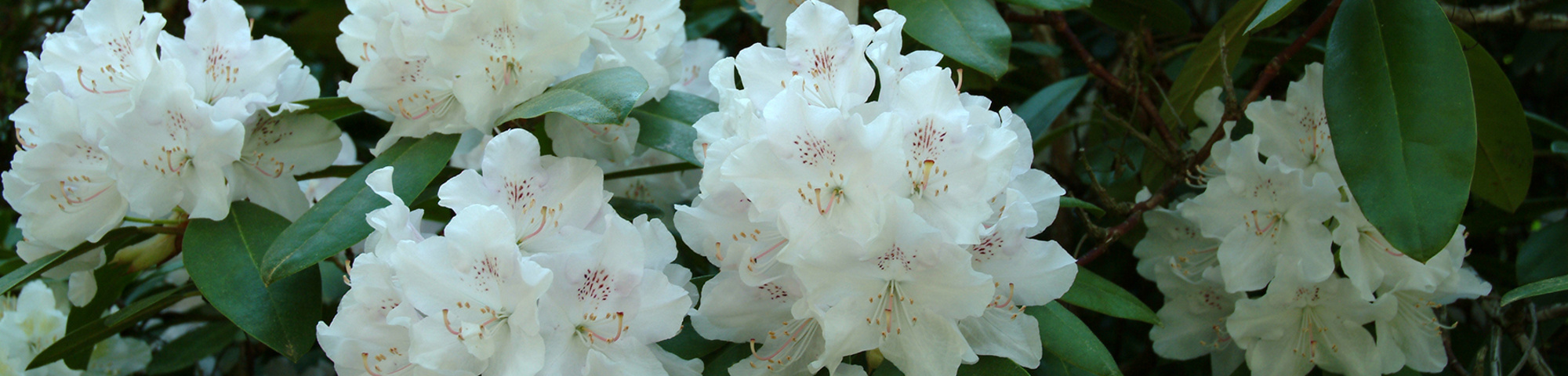 Rhododendron 'Cunningham's White'