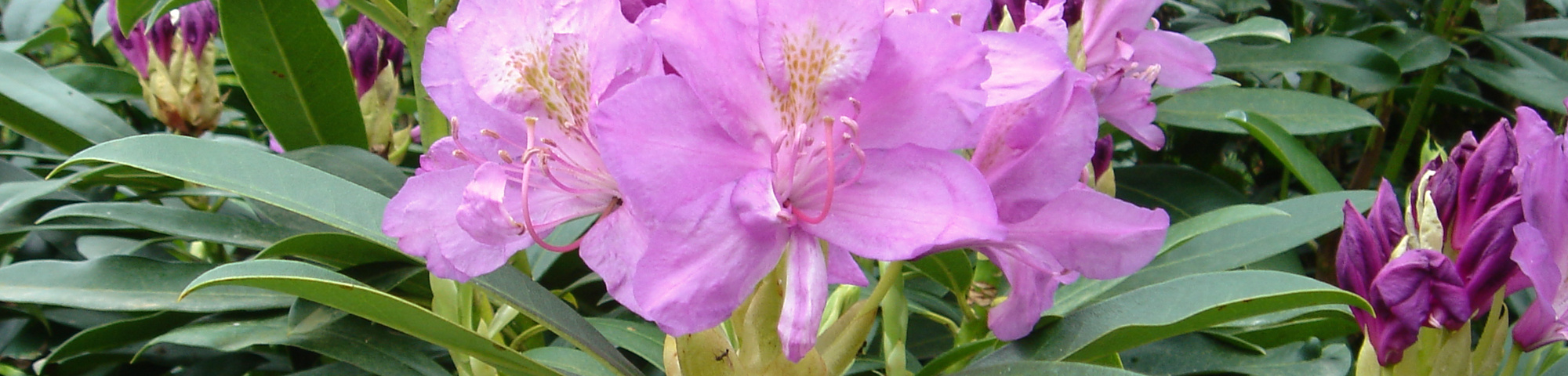 Rhododendron ponticum