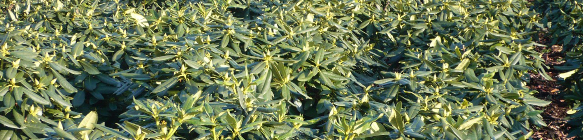 Rhododendron 'Roseum Elegans'