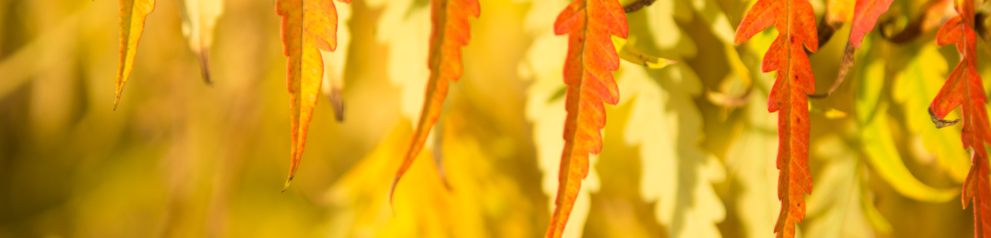 Rhus typhina 'Bailtiger'