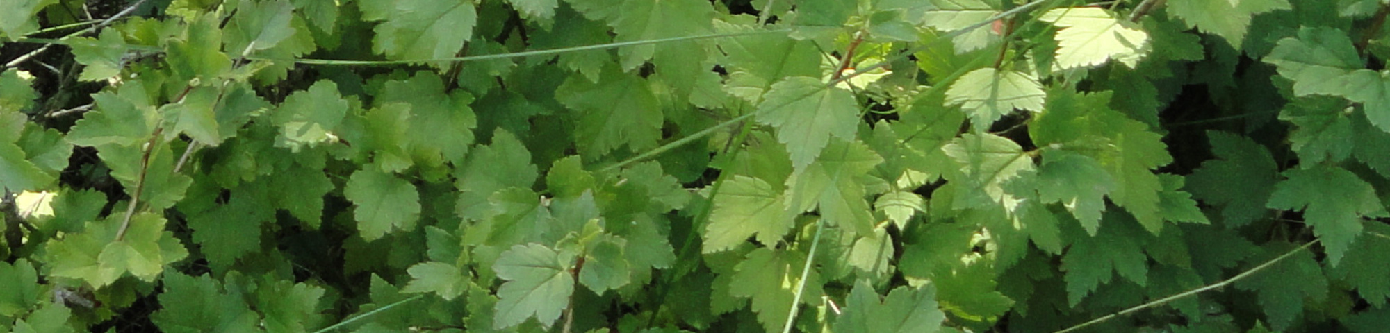 Ribes alpinum