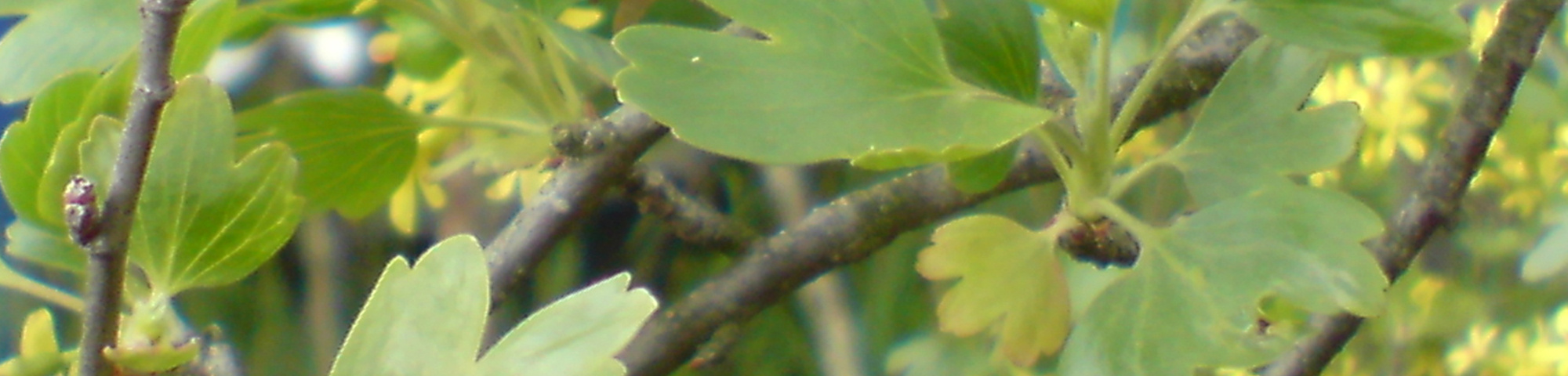 Ribes odoratum