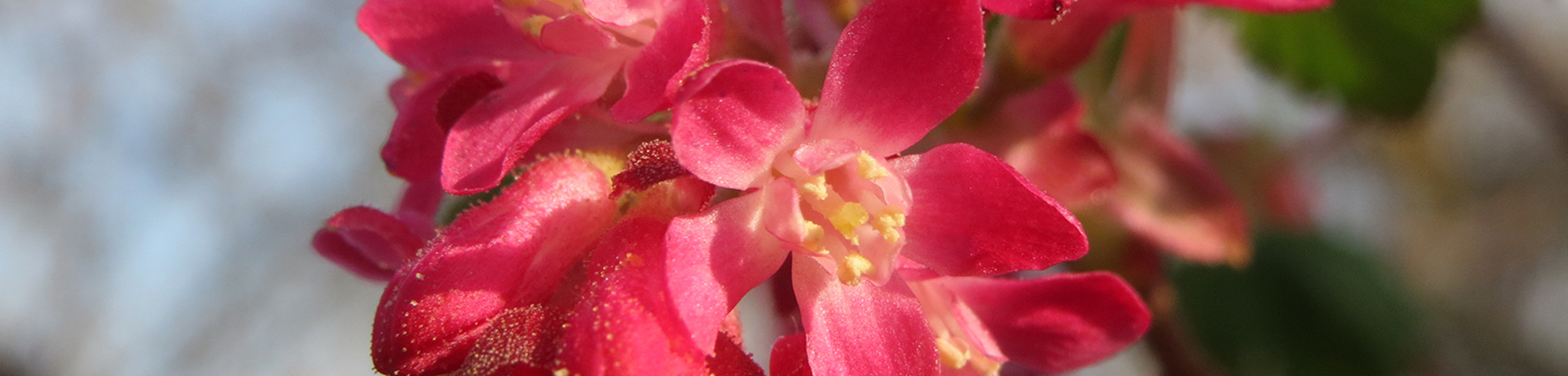 Ribes sanguineum