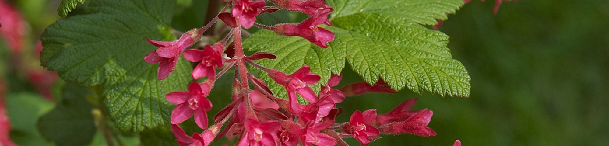 Ribes sanguineum 'King Edward VII'