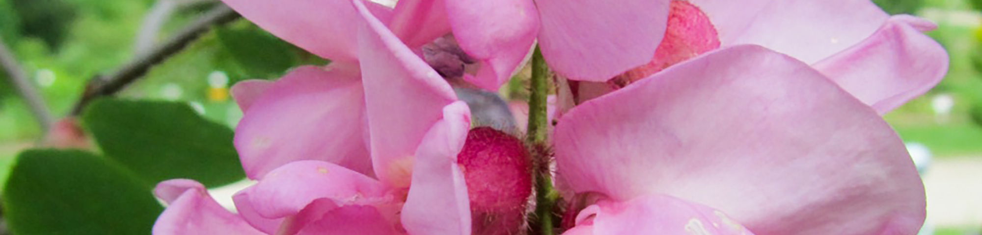 Robinia hispida