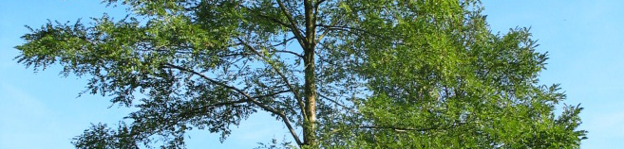 Robinia pseudoacacia 'Appalachia'