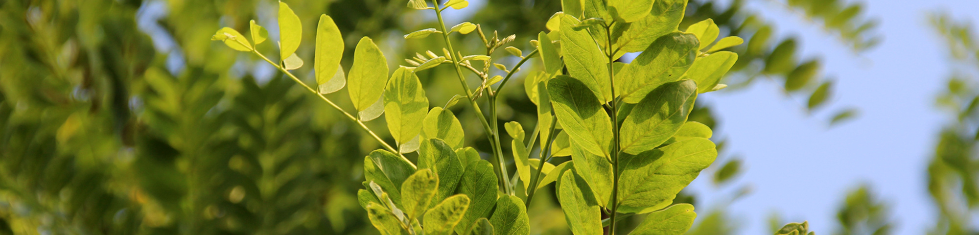 Robinia pseudoacacia 'Bessoniana'