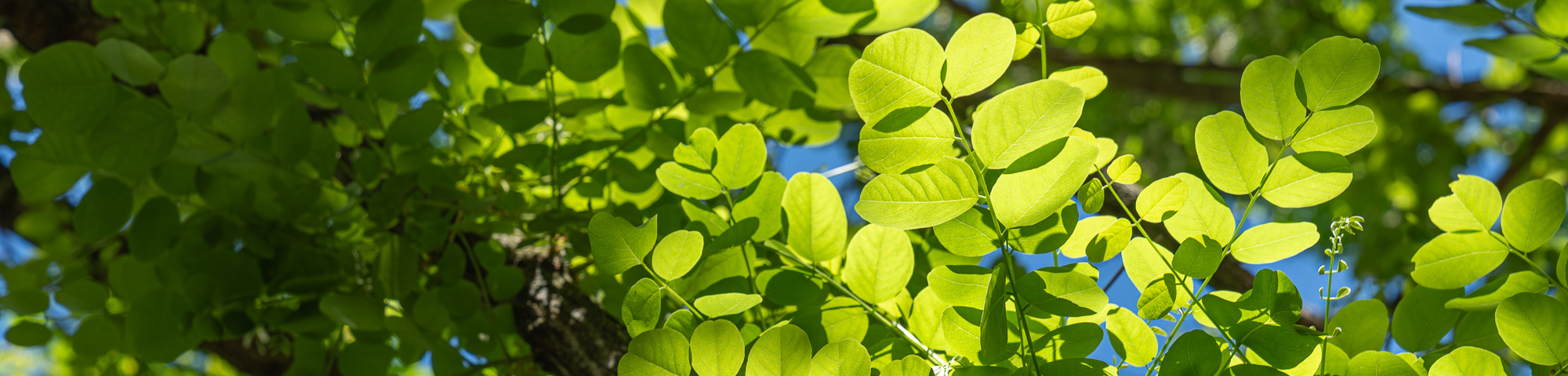 Robinia pseudoacacia 'Bessoniana'