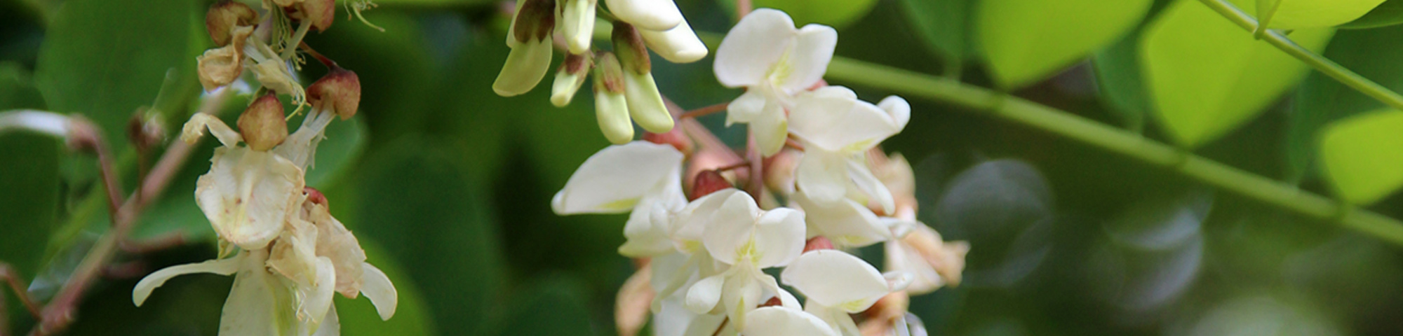 Robinia pseudoacacia