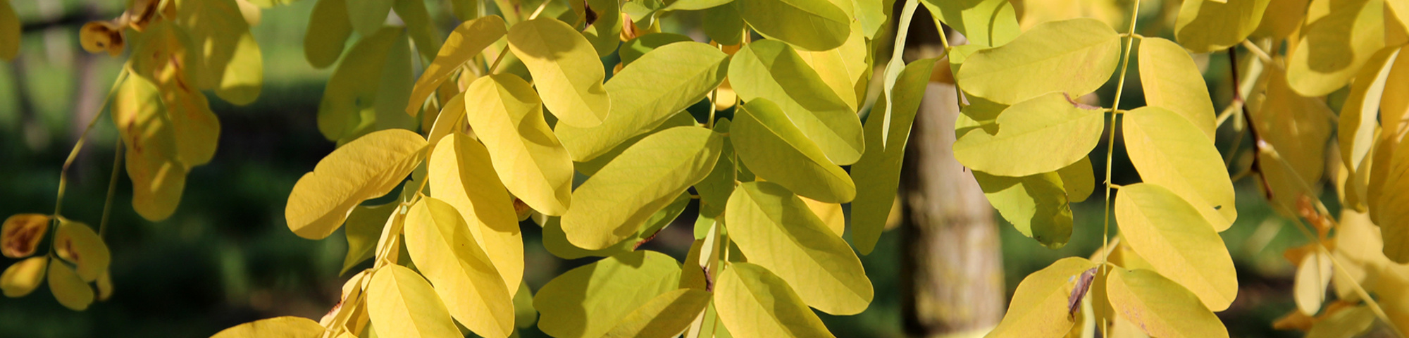 Robinia pseudoacacia 'Frisia'