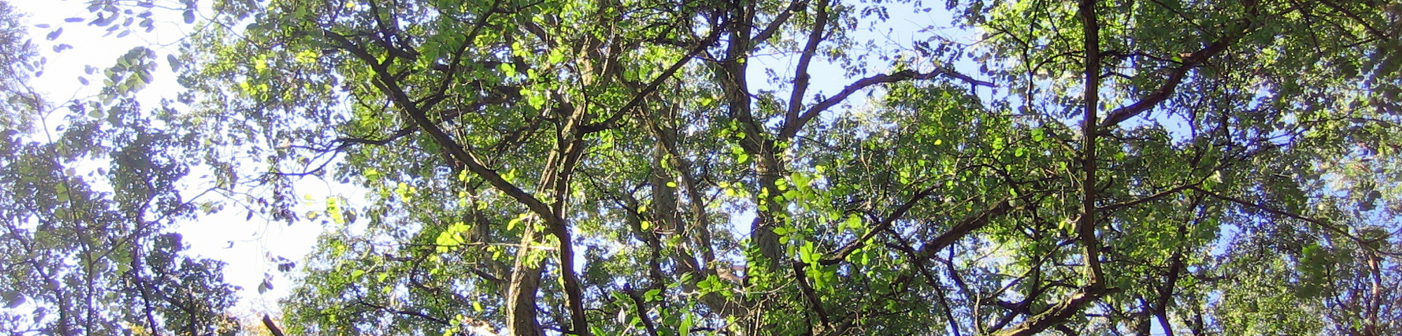 Robinia pseudoacacia 'Lombarts'