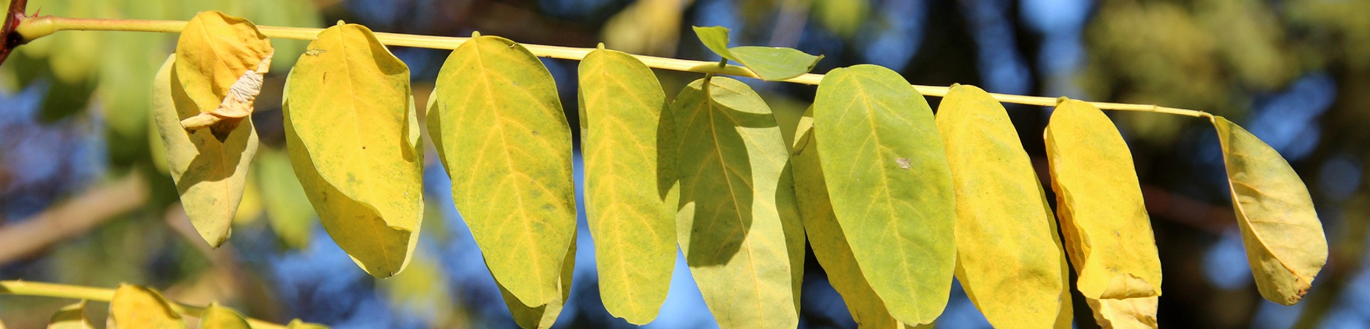 Robinia pseudoacacia 'Nyirségí'