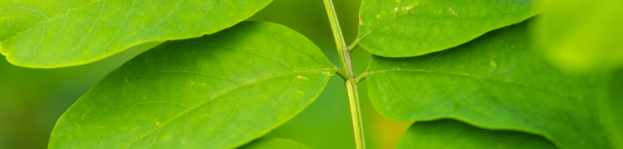Robinia pseudoacacia 'Nyirségí'