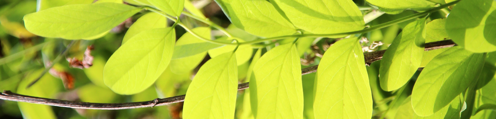 Robinia pseudoacacia 'Pyramidalis'