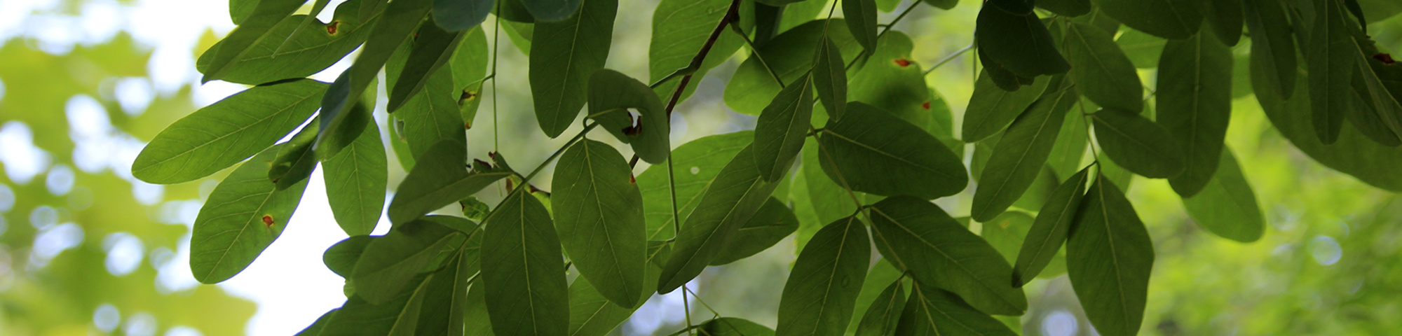 Robinia pseudoacacia 'Sandraudiga'