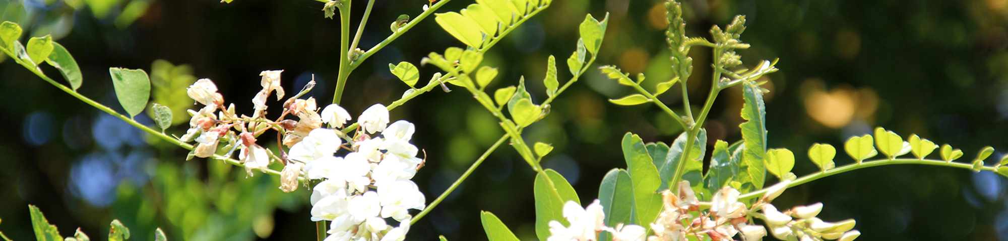 Robinia pseudoacacia 'Semperflorens'