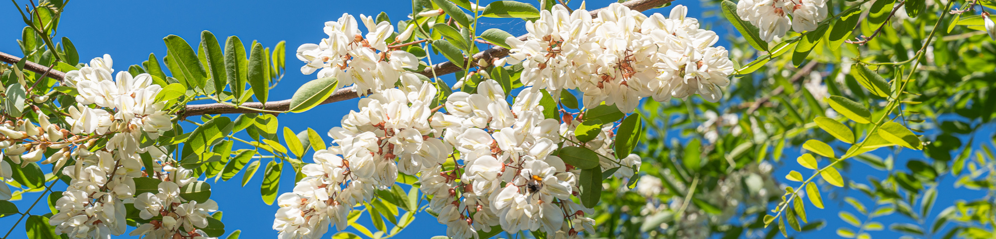 Robinia pseudoacacia 'Semperflorens'