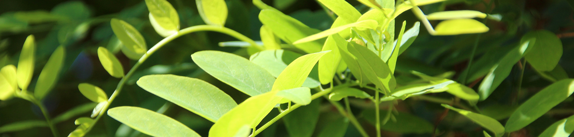 Robinia pseudoacacia 'Umbraculifera'