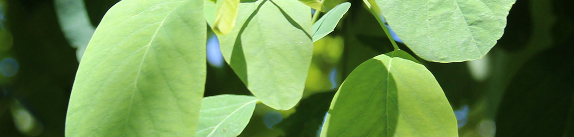 Robinia pseudoacacia 'Unifoliola'