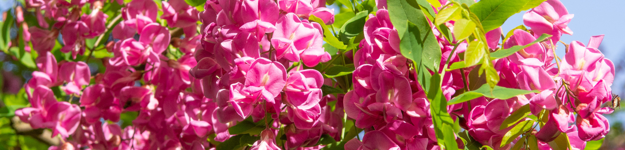 Robinia x margaretta 'Pink Cascade'