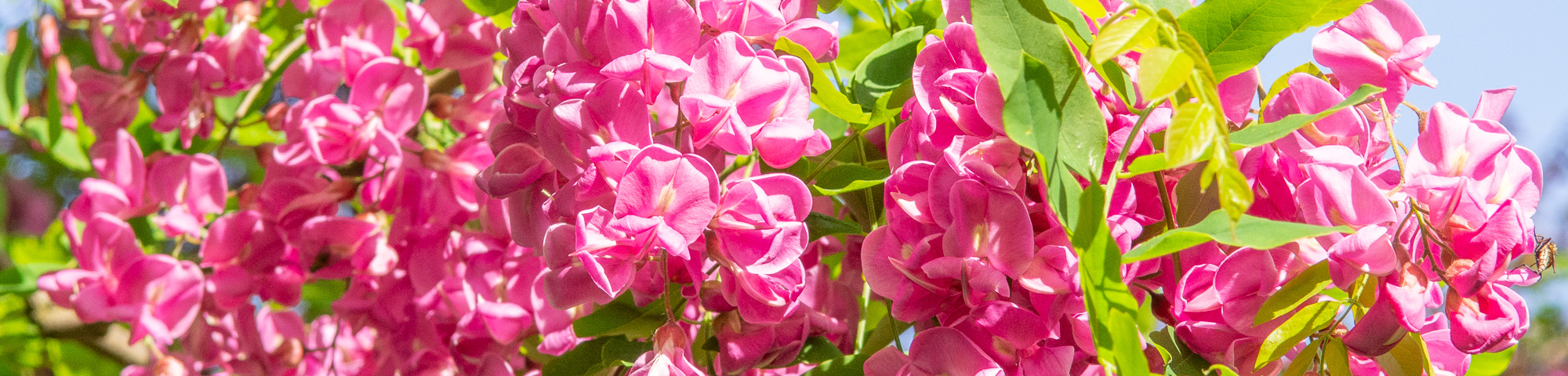 Robinia x margaretta 'Pink Cascade'