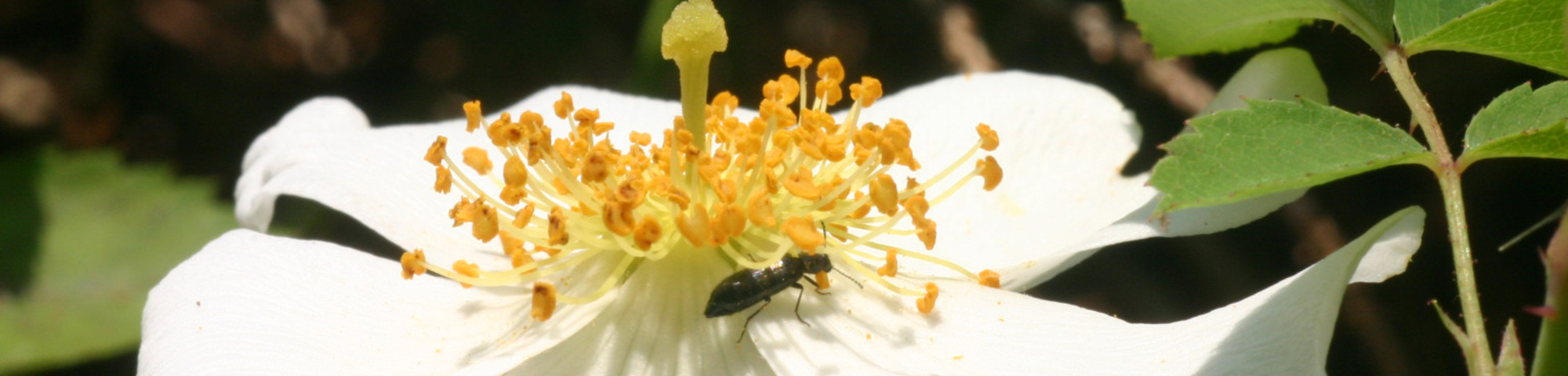 Rosa arvensis