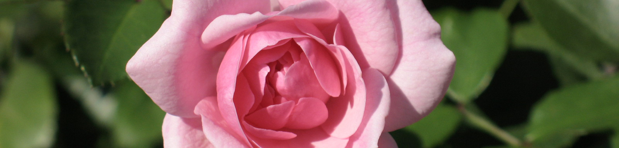 Rosa 'Bonica'