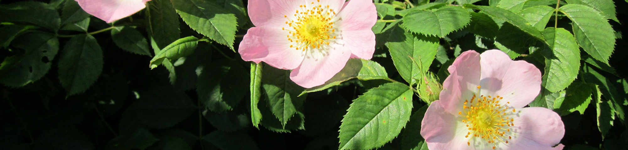 Rosa canina