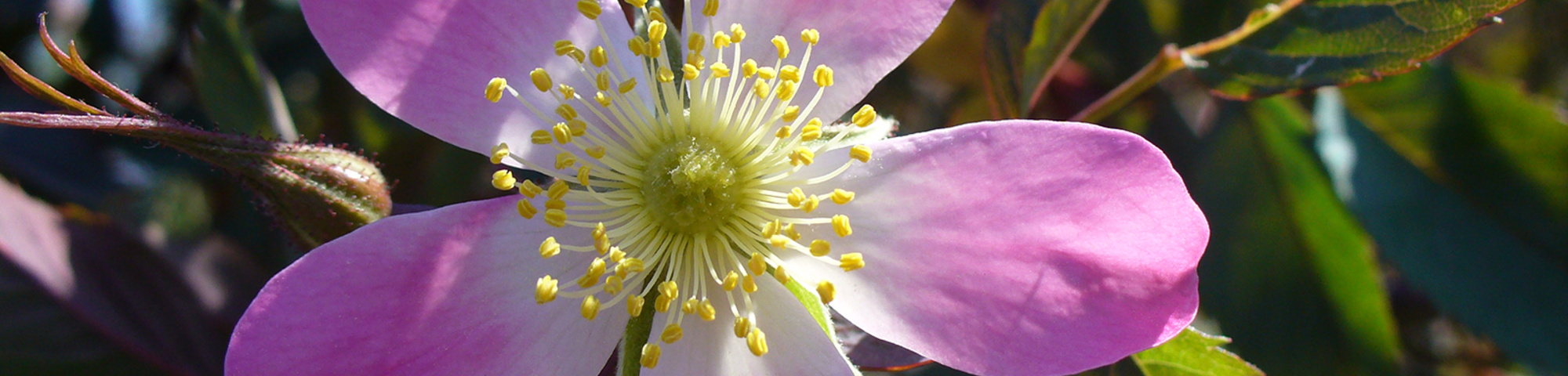 ROSA glauca - rosier à feuilles bleues